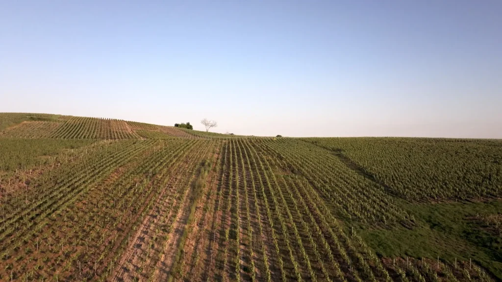 Champagne Collet Vue Vignoble 1