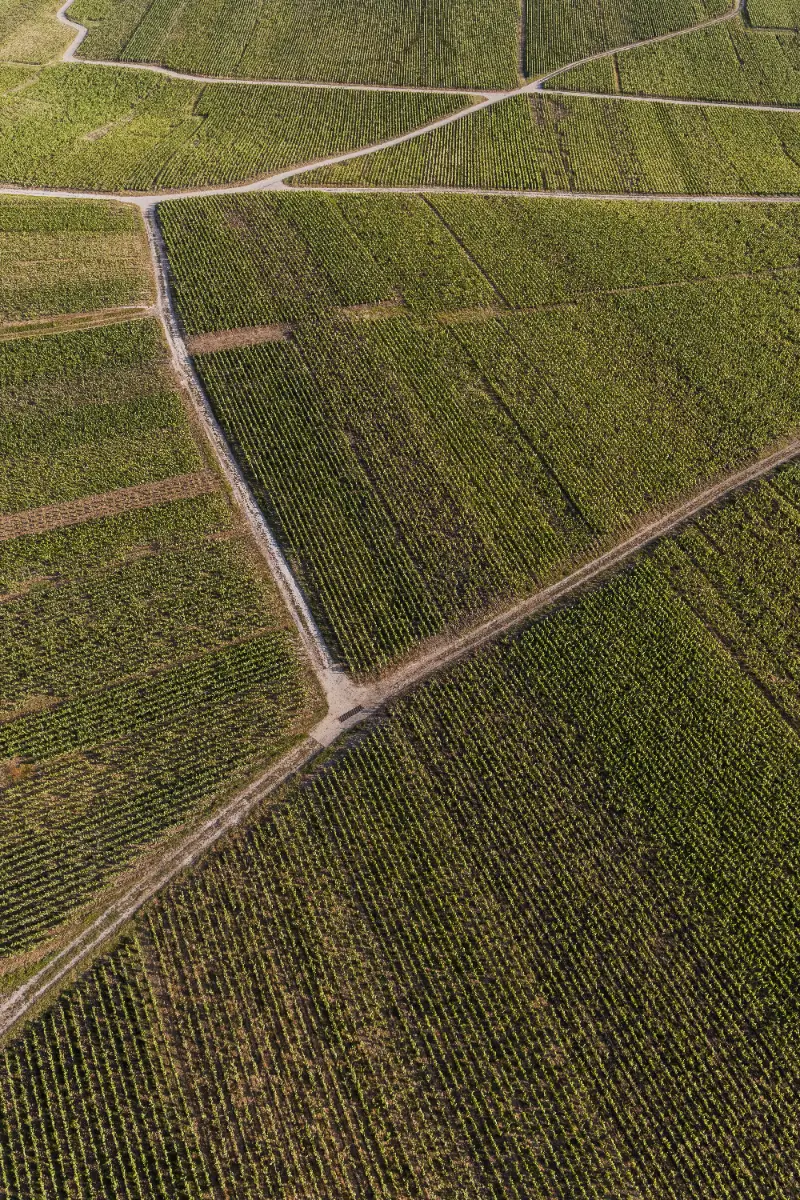 Champagne Collet parcelles terroir