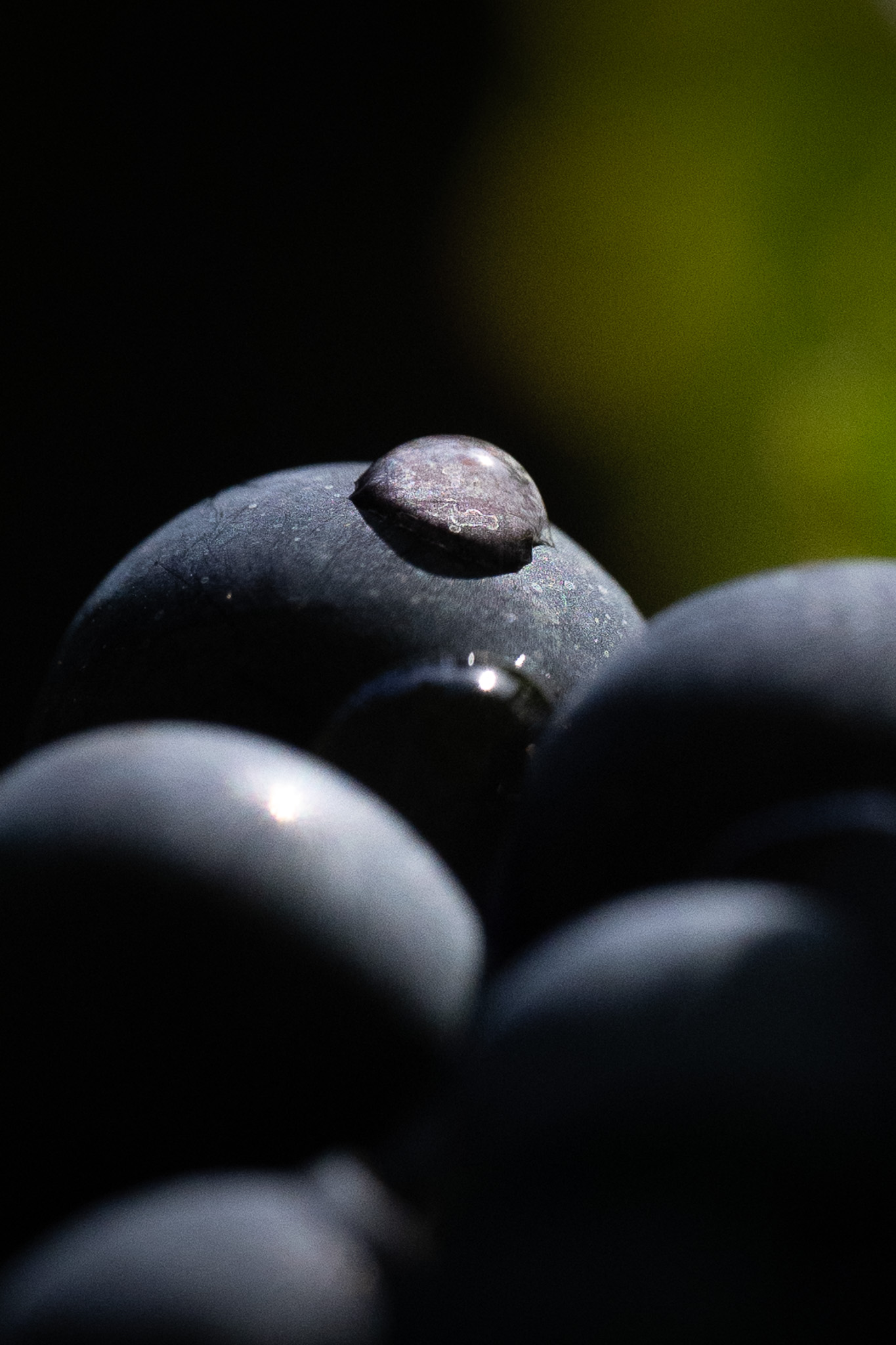 PinotNoir@AgenceDiscovery