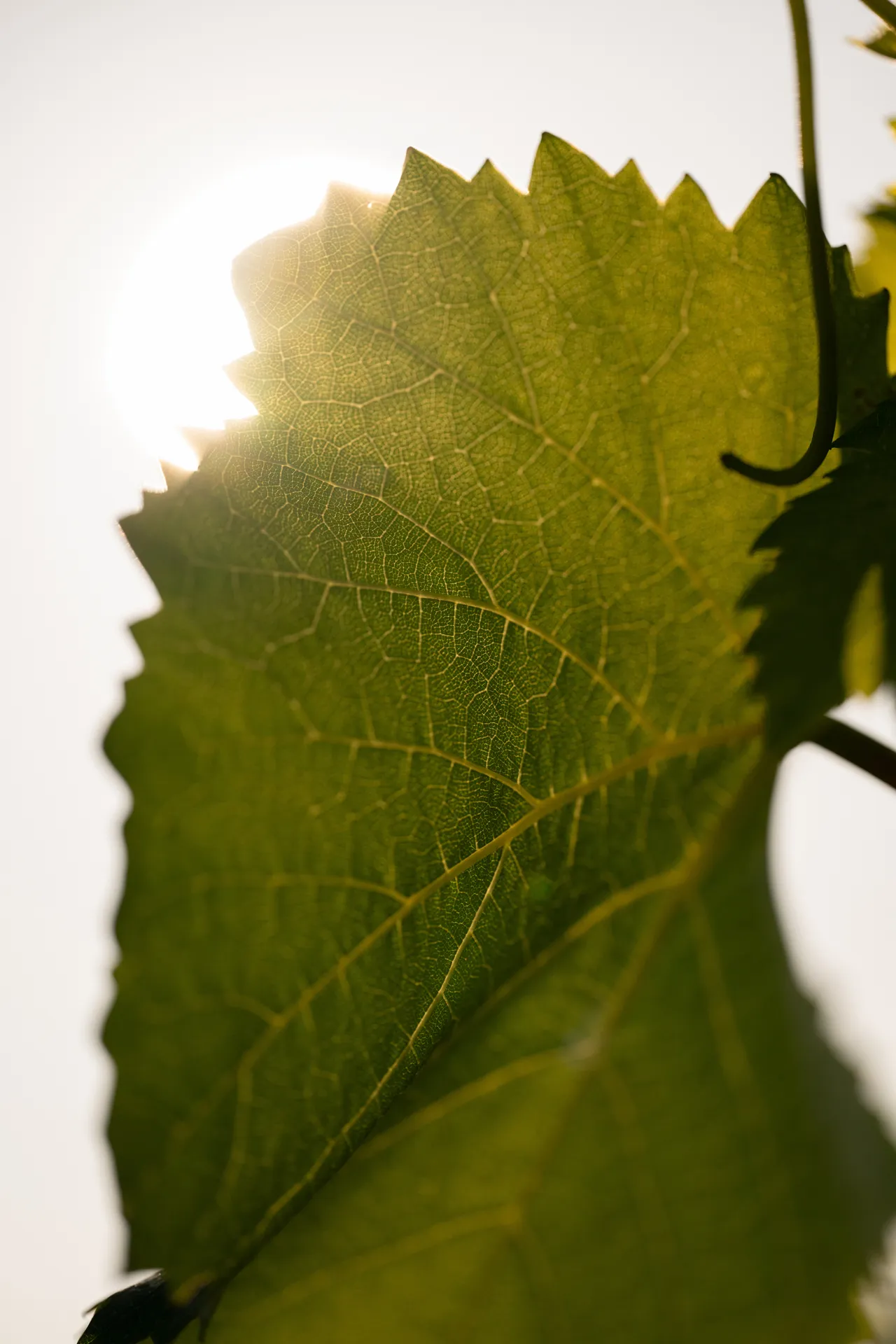 viticulture durable